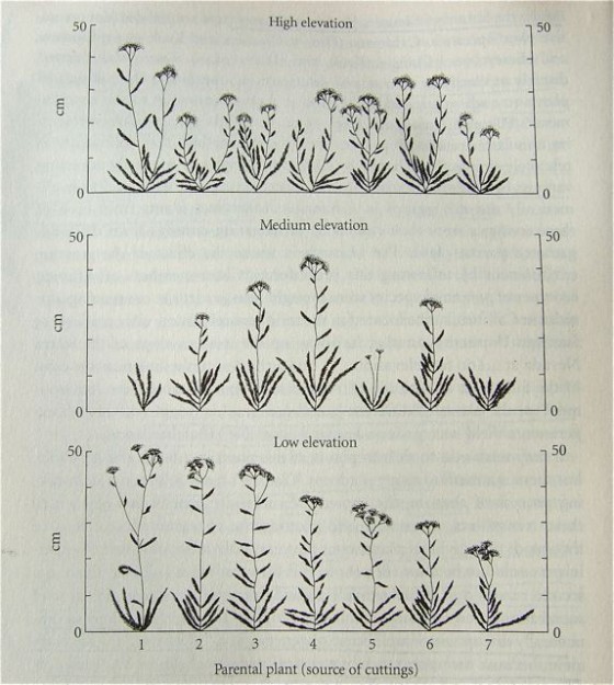 Brainstorm5Plant